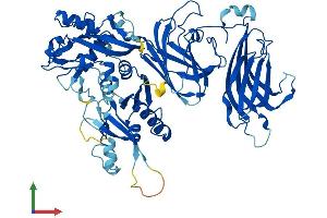 AlphaFold protein structure predicition of Mouse Recombinant Capn6 Protein, UniprotID O35646 (Calpain 6 Protein (CAPN6) (AA 1-641) (His tag))