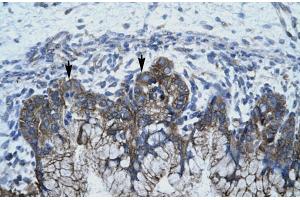 Human Stomach (APOBEC3G antibody  (N-Term))