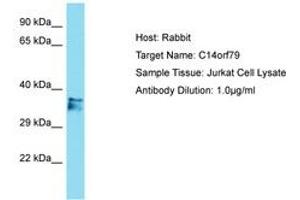 Image no. 1 for anti-Chromosome 14 Open Reading Frame 79 (C14ORF79) (AA 64-113) antibody (ABIN6750751) (C14ORF79 antibody  (AA 64-113))