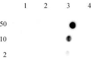 Histone H4R3me2a (asymmetric) antibody (pAb)tested by dot blot analysis. (Histone H4 antibody  (2meArg3 (asymetric)))