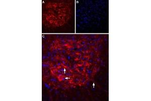 Expression of IP3R2 in rat spinal cord - Immunohistochemical staining of rat spinal cord using Anti-IP3 Receptor-2 (ITPR2)-ATTO Fluor-594 Antibody (ABIN7043289), (1:60). (ITPR2 antibody  (Intracellular) (Atto 594))