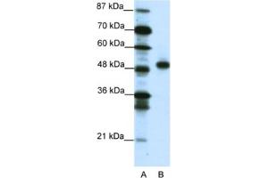 Western Blotting (WB) image for anti-Mesenchyme Homeobox 2 (MEOX2) antibody (ABIN2461772) (MEOX2 antibody)