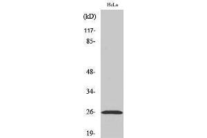 Western Blotting (WB) image for anti-Ephrin A5 (EFNA5) (Internal Region) antibody (ABIN3184516) (Ephrin A5 antibody  (Internal Region))