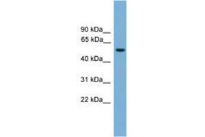 Image no. 1 for anti-Forkhead Box N3 (FOXN3) (AA 359-408) antibody (ABIN6745632) (FOXN3 antibody  (AA 359-408))