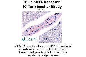 Image no. 1 for anti-Serotonin Receptor 4 (HTR4) (C-Term) antibody (ABIN1731375) (Serotonin Receptor 4 antibody  (C-Term))