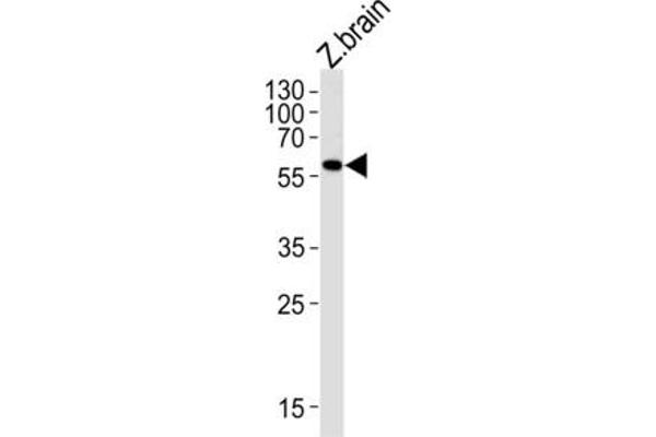 MAO antibody