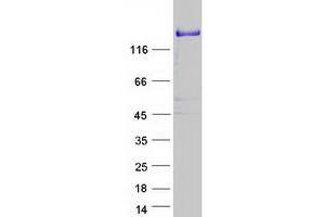 Western Blotting (WB) image for Pleckstrin Homology Domain Containing, Family M (With RUN Domain) Member 2 (PLEKHM2) protein (Myc-DYKDDDDK Tag) (ABIN2729169)