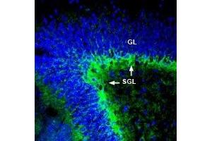 Expression of ASCT1 in rat hippocampus - Immunohistochemical staining of perfusion-fixed frozen rat brain sections with Anti-ASCT1 (SLC1A4) Antibody (ABIN7043665, ABIN7044821 and ABIN7044822), (1:300), followed by goat-anti-rabbit-AlexaFluor-488. (SLC1A4 antibody  (C-Term, Intracellular))