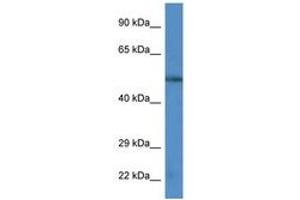 Image no. 1 for anti-Calcium/calmodulin-Dependent Protein Kinase IV (CAMK4) (AA 322-371) antibody (ABIN6747450) (CAMK4 antibody  (AA 322-371))