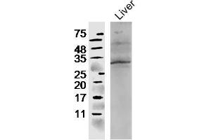 Mouse liver lysates probed with Rabbit Anti-CCL4 Polyclonal Antibody, Unconjugated  at 1:300 in 4˚C overnight. (CCL4 antibody  (AA 26-92))