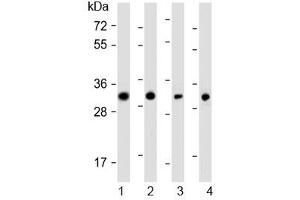 Western blot testing of human 1) SW480, 2) PANC-1, 3) MCF7 and 4) HeLa cell lysate with OR7C2 antibody at 1:1000. (OR7C2 antibody  (AA 286-319))