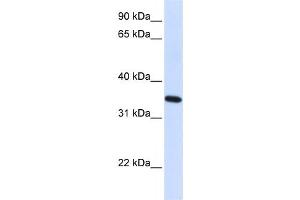 Western Blotting (WB) image for anti-Reticulon 1 (RTN1) antibody (ABIN2459312) (Reticulon 1 antibody)