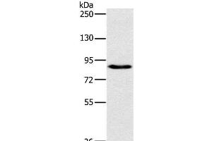 Western Blot analysis of 231 cell using PLEKHG6 Polyclonal Antibody at dilution of 1:800