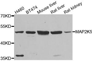 Western blot analysis of extracts of various cell lines, using MAP2K5 antibody (ABIN5974181) at 1/500 dilution. (MAP2K5 antibody)