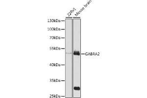 Western blot analysis of extracts of various cell lines, using G antibody (ABIN3022575, ABIN3022576, ABIN3022577 and ABIN6218914) at 1:1000 dilution.