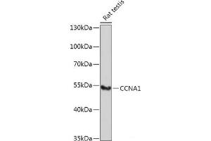 Western blot analysis of extracts of Rat testis using CCNA1 Polyclonal Antibody at dilution of 1:1000. (Cyclin A1 antibody)