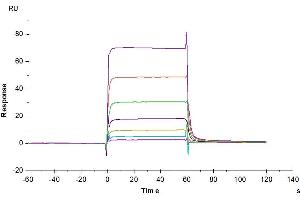 Human PD-L1, hFc Tag captured on CM5 Chip via Protein A can bind Biotinylated Human PD-1, His-Avi Tag with an affinity constant of 2. (PD-L1 Protein (AA 19-238) (Fc Tag))