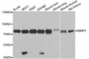 Western blot analysis of extracts of various cell lines, using MMP9 antibody. (MMP 9 antibody  (AA 538-707))