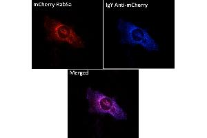 Immunofluorescence (IF) image for Chicken anti-Chicken IgY antibody (DyLight 405) (ABIN7273051)