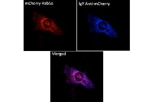 Immunofluorescence (IF) image for Chicken anti-Chicken IgY antibody (DyLight 405) (ABIN7273051) (Chicken anti-Chicken IgY Antibody (DyLight 405))