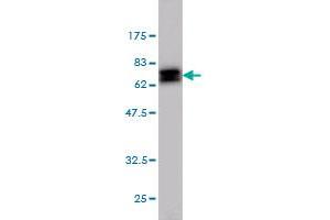 NDRG1 antibody  (AA 1-394)