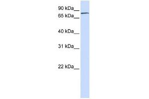FERMT1 antibody used at 1 ug/ml to detect target protein. (FERMT1 antibody)