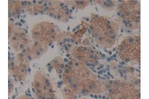 Detection of TPO in Human Stomach Tissue using Polyclonal Antibody to Thrombopoietin (TPO) (Thrombopoietin antibody  (AA 25-298))