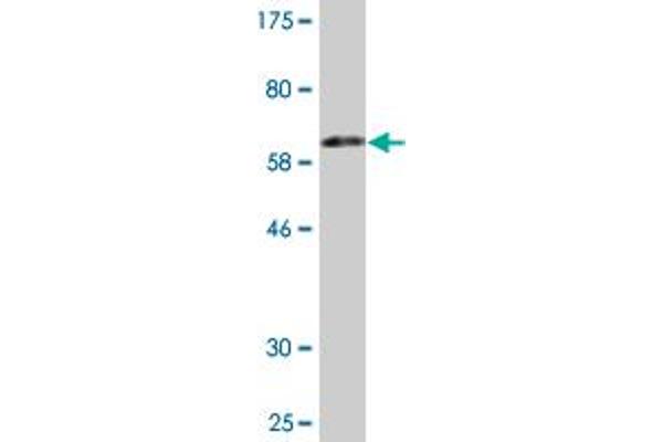 FVT1 antibody  (AA 1-332)