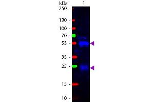 Western Blot of Fluorescein conjugated Goat anti-Rabbit IgG Pre-Adsorbed secondary antibody. (Goat anti-Rabbit IgG (Heavy & Light Chain) Antibody (FITC) - Preadsorbed)