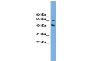 WB Suggested Anti-WIPF2  Antibody Titration: 0. (WIPF2 antibody  (Middle Region))