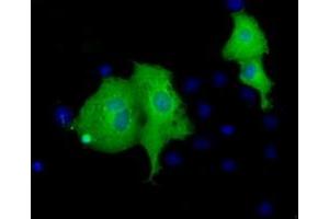 Immunofluorescence (IF) image for anti-Von Willebrand Factor A Domain Containing 5A (VWA5A) antibody (ABIN1501742) (VWA5A antibody)