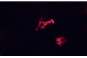 ABIN6276957 staining HepG2? (Macrophage Scavenger Receptor 1 antibody  (N-Term))