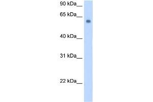 WB Suggested Anti-SLC1A4 Antibody Titration:  0.