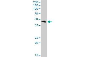 QPCT MaxPab rabbit polyclonal antibody. (QPCT antibody  (AA 1-361))