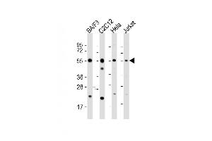 All lanes : Anti-CASP8 Antibody (C-term) at 1:2000 dilution Lane 1: BA/F3 whole cell lysate Lane 2: C2C12 whole cell lysate Lane 3: Hela whole cell lysate Lane 4: Jurkat whole cell lysate Lysates/proteins at 20 μg per lane. (Caspase 8 antibody  (C-Term))