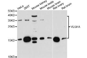 Western blot analysis of extracts of various cell lines, using VEGFA antibody. (VEGFA antibody)