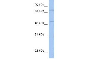 ISLR2 antibody used at 1 ug/ml to detect target protein. (ISLR2 antibody  (N-Term))