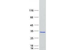 Validation with Western Blot (ZFYVE21 Protein (Myc-DYKDDDDK Tag))