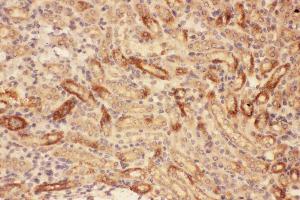 Anti-MMP7 Picoband antibody, IHC(P): Mouse Kidney Tissue (MMP7 antibody  (AA 95-264))