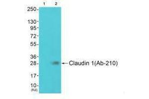 Western blot analysis of extracts from JK cells (Lane 2), using Claudin 1 (Ab-210) antiobdy. (Claudin 1 antibody  (Tyr210))