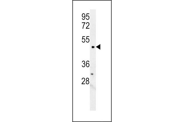 LCLAT1 antibody  (AA 296-324)