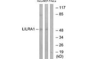 Western blot analysis of extracts from HeLa/MCF-7 cells, using LILRA1 Antibody. (LILRA1 antibody  (AA 53-102))