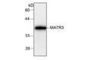 Image no. 1 for anti-Matrin 3 (MATR3) antibody (ABIN791471) (MATR3 antibody)