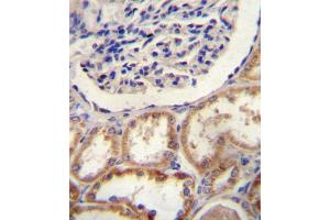 HtrA1 Antibody (N-term) (ABIN388127 and ABIN2846341) immunohistochemistry analysis in formalin fixed and paraffin embedded human kidney tissue followed by peroxidase conjugation of the secondary antibody and DAB staining.