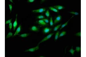 Immunofluorescence staining of Hela cells with ABIN7166879 at 1:200, counter-stained with DAPI.