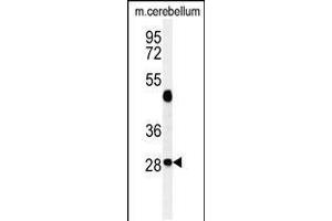 Western blot analysis of RRAGD Antibody in mouse cerebellum tissue lysates (35ug/lane) (RRAGD antibody  (AA 171-199))