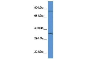 Western Blot showing Gtf2b antibody used at a concentration of 1. (GTF2B antibody  (N-Term))