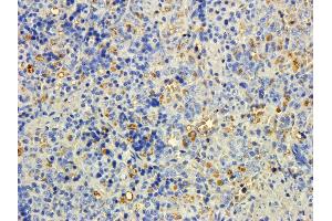 ABIN2563955 (5ug/ml) staining of paraffin embedded Rat Spleen. (MTMR9 antibody  (C-Term))