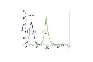 SNAI Antibody  flow cytometric analysis of 293 cells (right histogram) compared to a negative control cell (left histogram). (SNAI antibody)