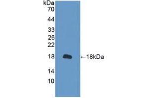 Peroxiredoxin 2 anticorps  (AA 6-164)